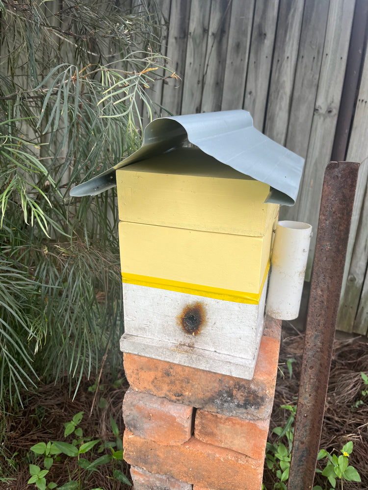 Australian Native Bees