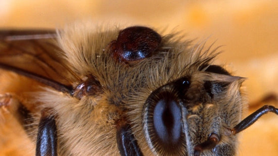 European honey bee with varroa destructor mite