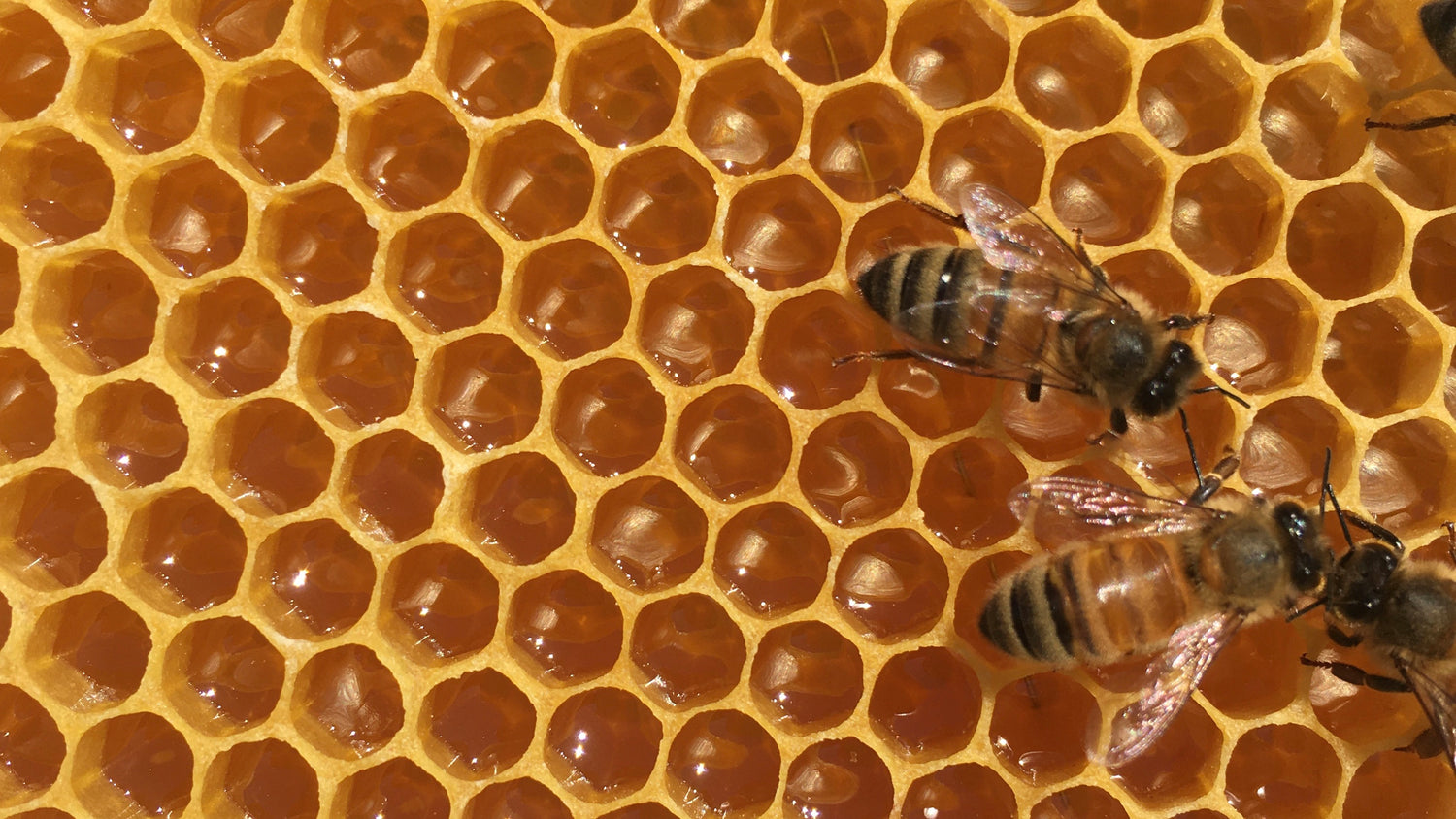 Feeding your bees