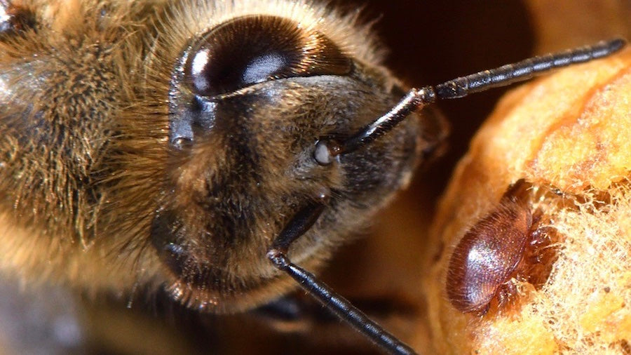 Varroa Update - Queensland Beekeepers