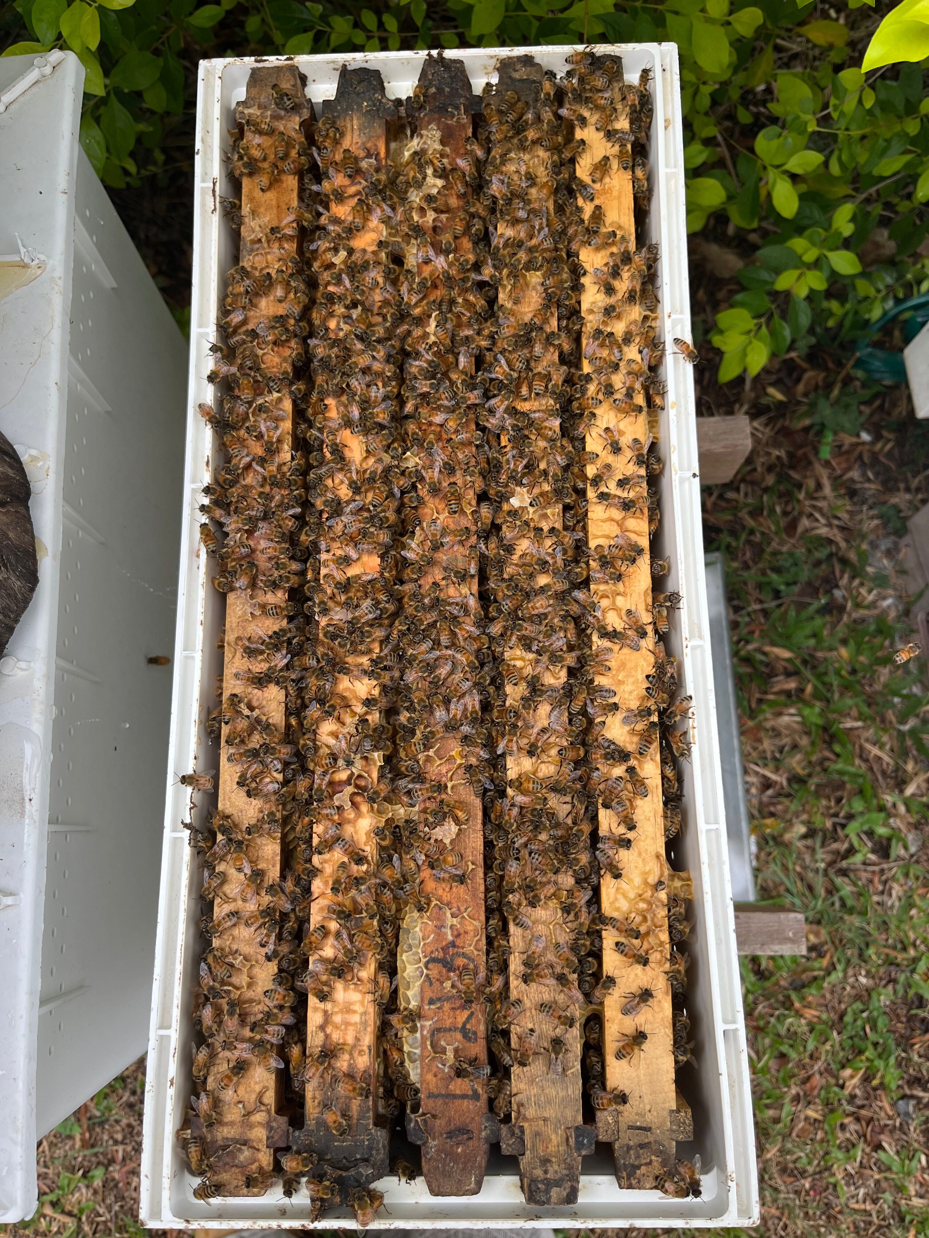 Hive Express Bee hives for sale – The Thriving Hive