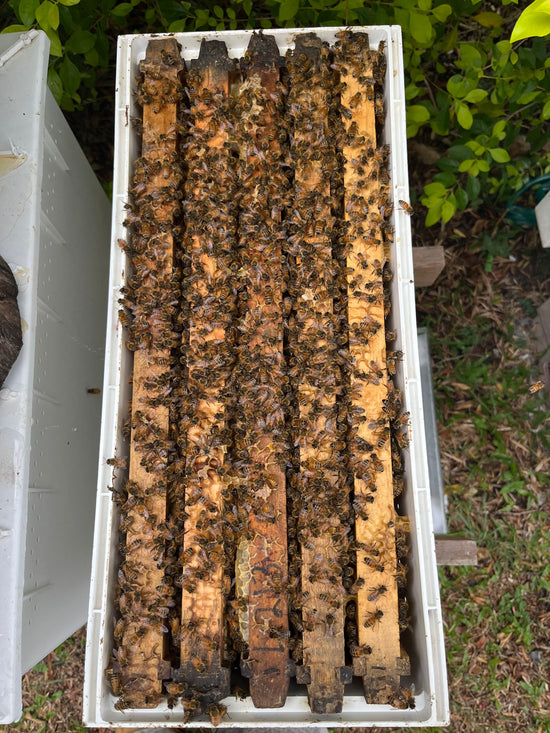 Bee hives for sale