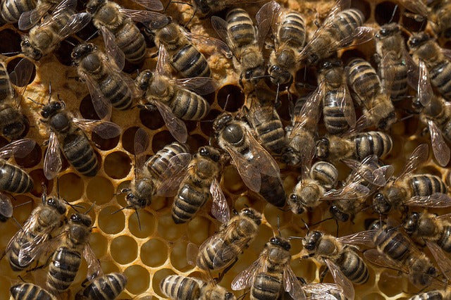 Caucasian queen bee on frame with other European honey bees