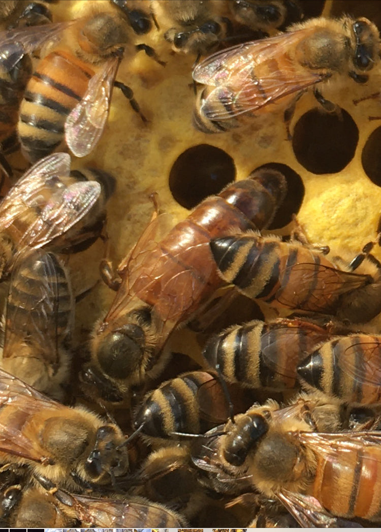 Italian queen bee on beehive frame with brood